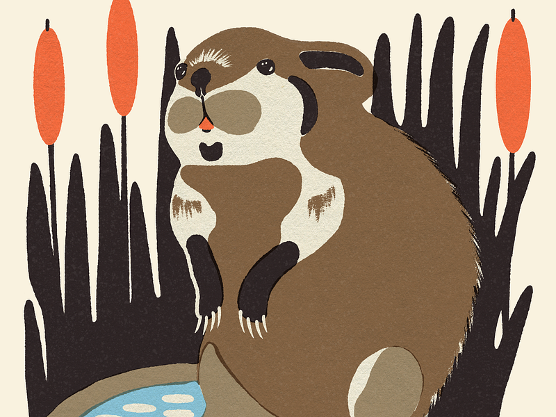 Musk Rat | Beside Mag animal art animal illustration design flat illustration illustrator matchbook