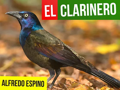 EL CLARINERO ALFREDO ESPINO 🐦🌾 | Jícaras Tristes antologia poetica