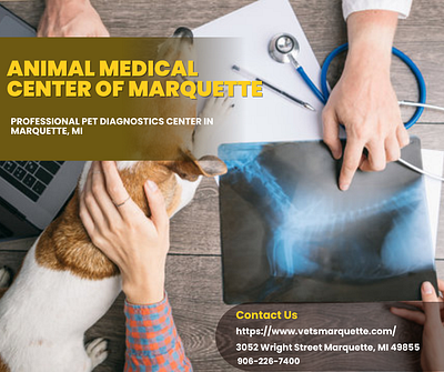 Professional Pet Diagnostics Center in Marquette, MI veterinary clinic marquette mi