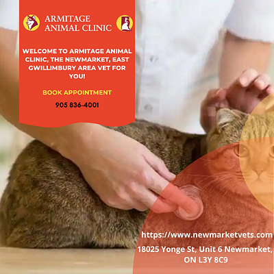 Choose The Best Veterinary Clinic in New Market, ON For Your Pet animal hospital new market on