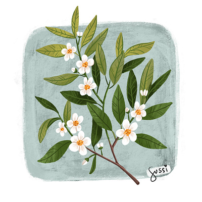 Spring flowers design digital art drawing flowers illustration plant plant illustration procreate