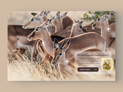 AR Zoo App for glasses animal app ar augmented design future nature product design reality ui ux vr zoo