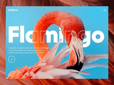 Wild Birds Website 2022 animals animation bird color concept design dribbble flamingo gradient interection landing landing page modern splash trend ui ui design webdesign website