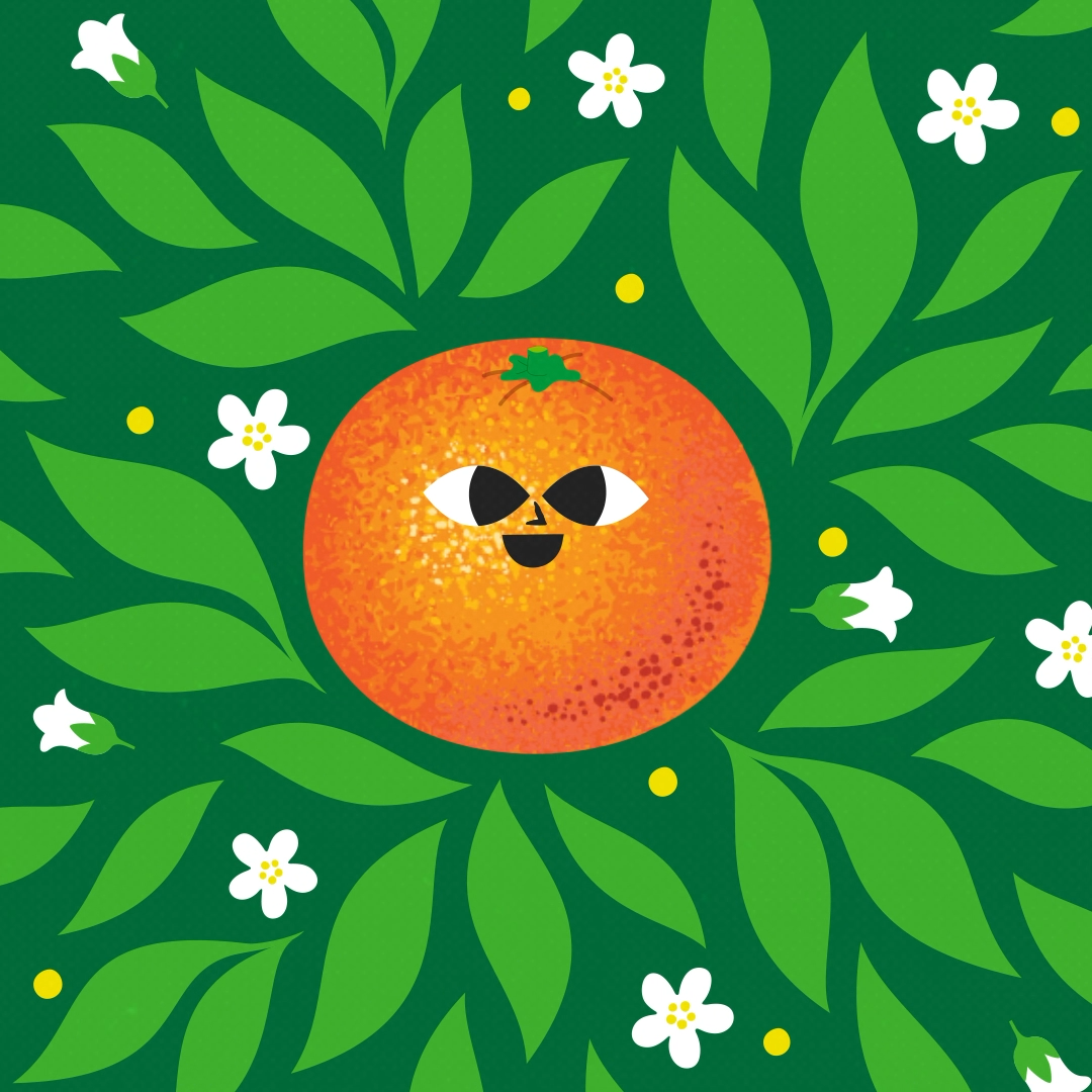 Mandarin Animation ae after after effects animation design effects flowtuts illustration illustrator keyframes mandarin mandarin animation mandarin orange mandarine motion design motion graphics orange orange animation