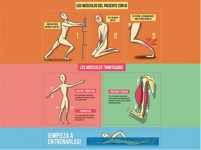 Muscles in osteogenesis imperfecta graphic design illustration