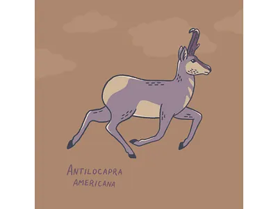 Pronghorn art drawing illustration nature procreate