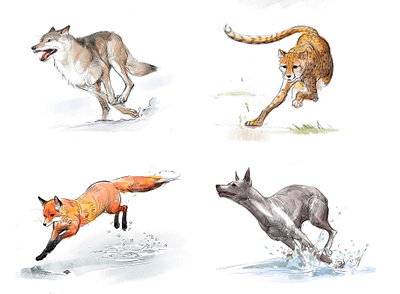 Wild animal cheetah dog fox illustration painting run science scientific illustration sketch wild wolf