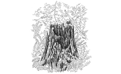 Rotten Stump art artist artwork drawing forest hand drawn illustration ink nature tree