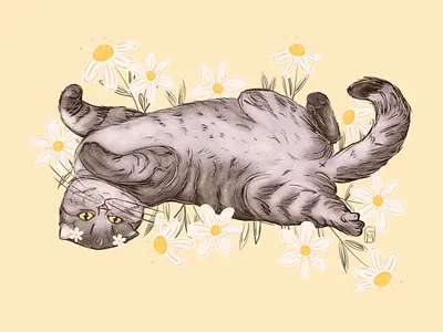 Daisy Dreams branding cat design digital illustration graphic design illustration vector