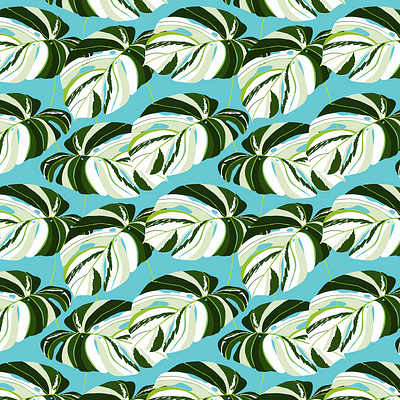 Summer Variegated Monstera | Rainforest Jungle botanical Plants nature