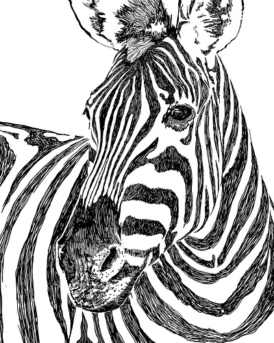 Zebra eyes