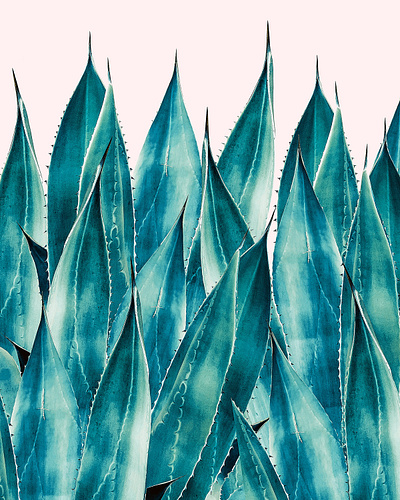Summer Agave, Nature Botanical Tropical Pastel Illustration tropical
