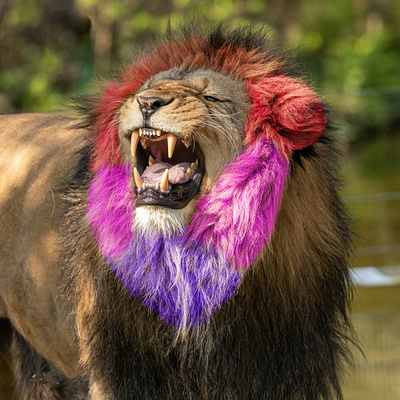 Beautiful Lion 💜 color design effect photoshop
