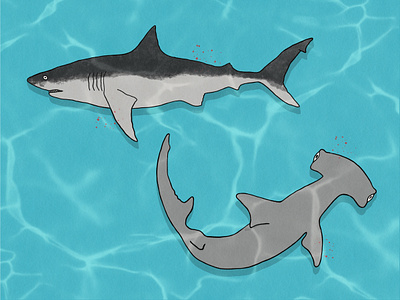 Shark Week 2022 animals conservation creative design drawing graphic design great hammerhead shark great white shark hammerhead illustration marine animals nature ocean procreate shark shark week sharks