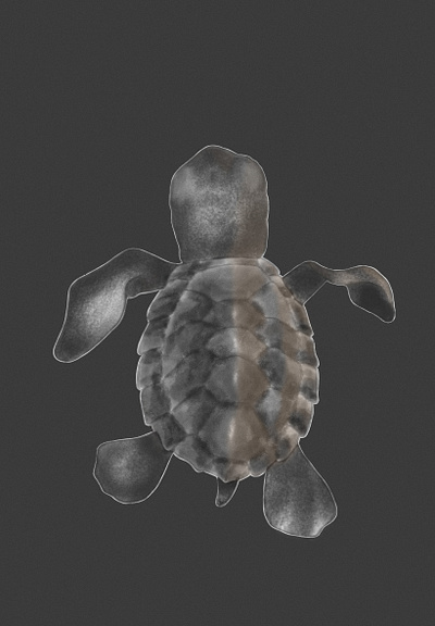Turtle illustration
