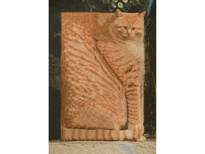 Sponge cat cat portrait cats collage dribbble portrait