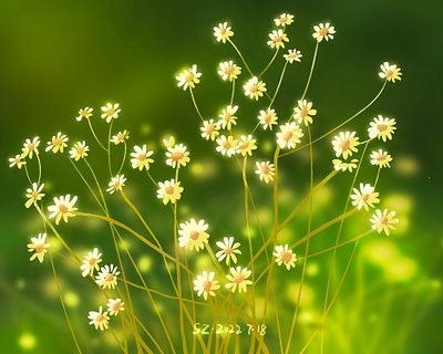 野菊花Wild chrysanthemum illustration