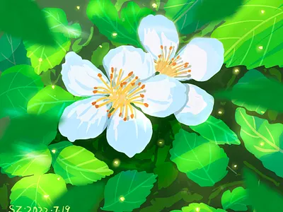 flower illustration