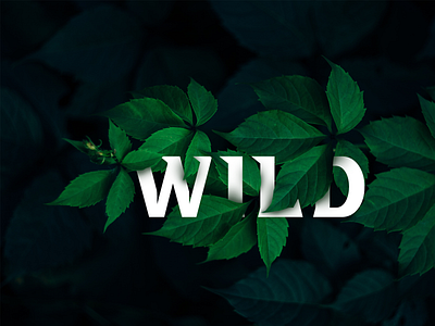 Text & Image Interaction branding design graphic design illustration logo typography