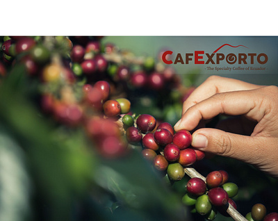 Diseño de portada Cafexporto branding design diseño graphic design illustration logo typography ui ux vector