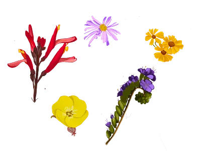 Sonoran Desert Flora art drawing flowers illustration procreate sonoran desert still life