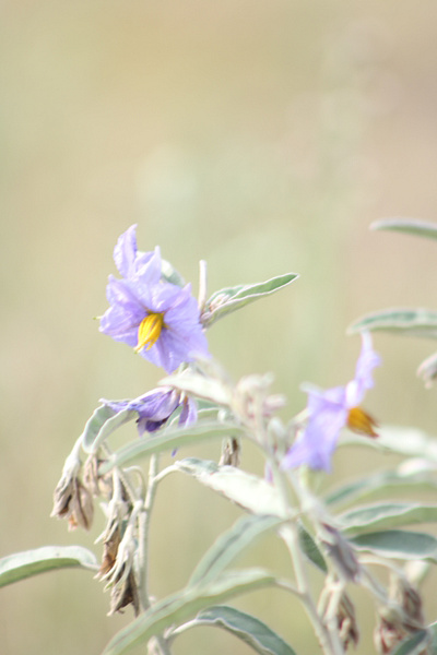 My First graphic design nature photo photographs