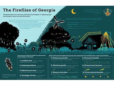 The Fireflies of Georgia - educational poster conservation design ecology educational educational poster fireflies firefly georgia graphic design illustration infographic nature poster poster reference reference art schoolroom science science illustration science poster