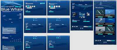 Blue Whale website adobe design prototype ui ux