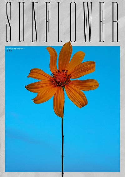 Poster graphic design poster poster design