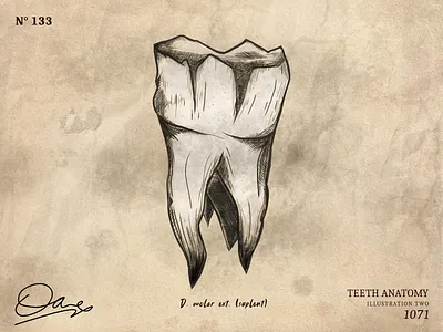 antique tooth illustration affinity antique art decoration design graphic design illustration interior teeth tooth vector