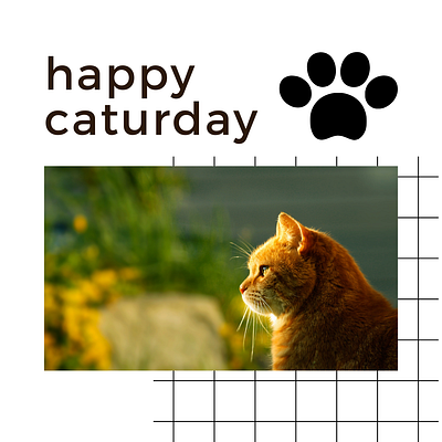 happy caturday 3d animation branding graphic design logo motion graphics ui