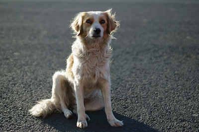 Perro en carretera fotografía fotógrafo