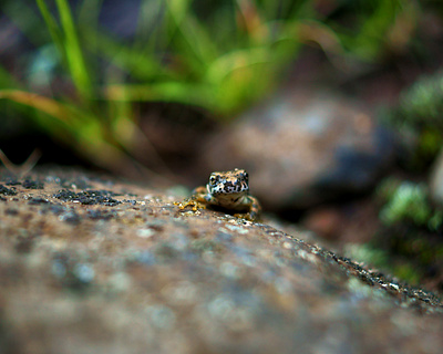 Frog MACRO fotografía fotógrafo