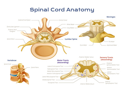 Spinal cord anatomy infographics anatomy illustration realistic spinal cord vector