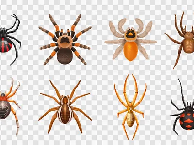 Spiders icon set harmless illustration realistic spiders toxic vector