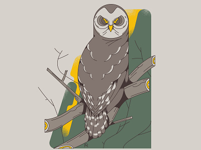 Barred Owl barred owl branches illustration illustrator nature owl owl eyes vector