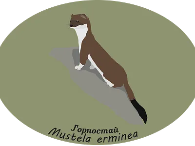 Mustela erminea illustration vector
