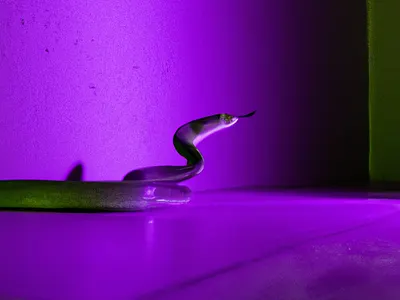 Green Snake 🐍 3d animation branding design graphic design illustration logo motion graphics ui vector