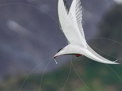 Arctic tern Bird Logo arctic tern bird design logo logoshape