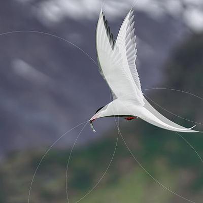 Arctic tern Bird Logo arctic tern bird design logo logoshape