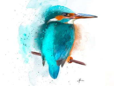 Splashy kingfisher digital kingfisher procreate procreateit watercolour