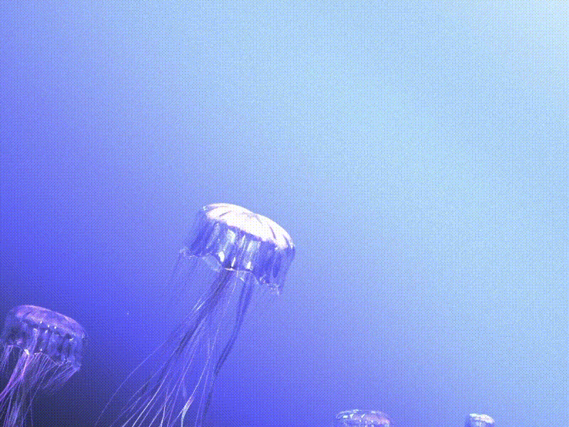 Jellyfish 3d animation cinema 4d jellyfish motion graphics