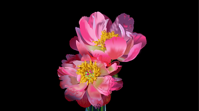 flowers design graphic design illustration vector