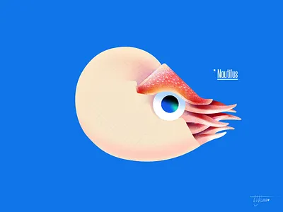 Nautilus ✨ illustration nautiloidea nautilus ocean photoshop sea shell vector 大海 鹦鹉螺