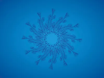 Abstract Nature Fish bone design graphic design illustration typography vector