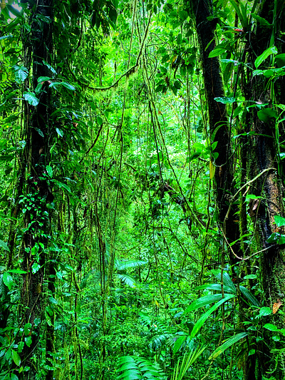 Costa Rica Jungle costa rica jungle nature