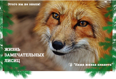 "Wonderful foxes life" landing page design