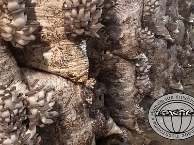 logo design graphic design illustration logo