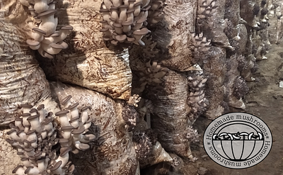 logo design graphic design illustration logo