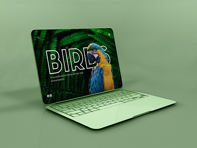 Birds birds clean design figma nature uidesign userexperience userinterface uxdesign uxui